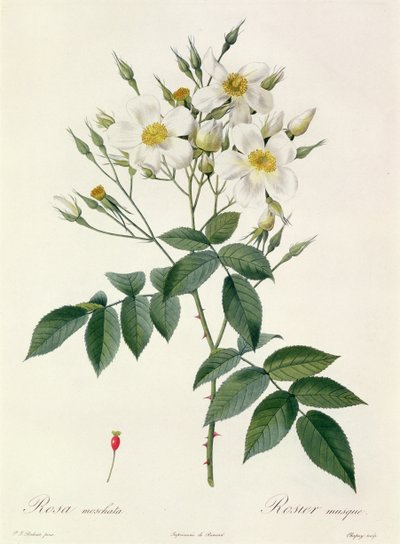 Rosa moschata o Rosa almizclera de Pierre Joseph Redouté